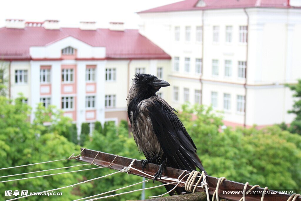 枝头乌鸦 