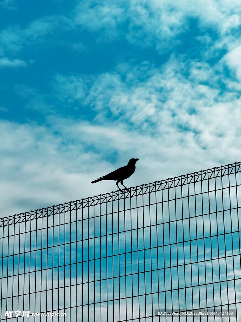 孤鸟立于围栏之上