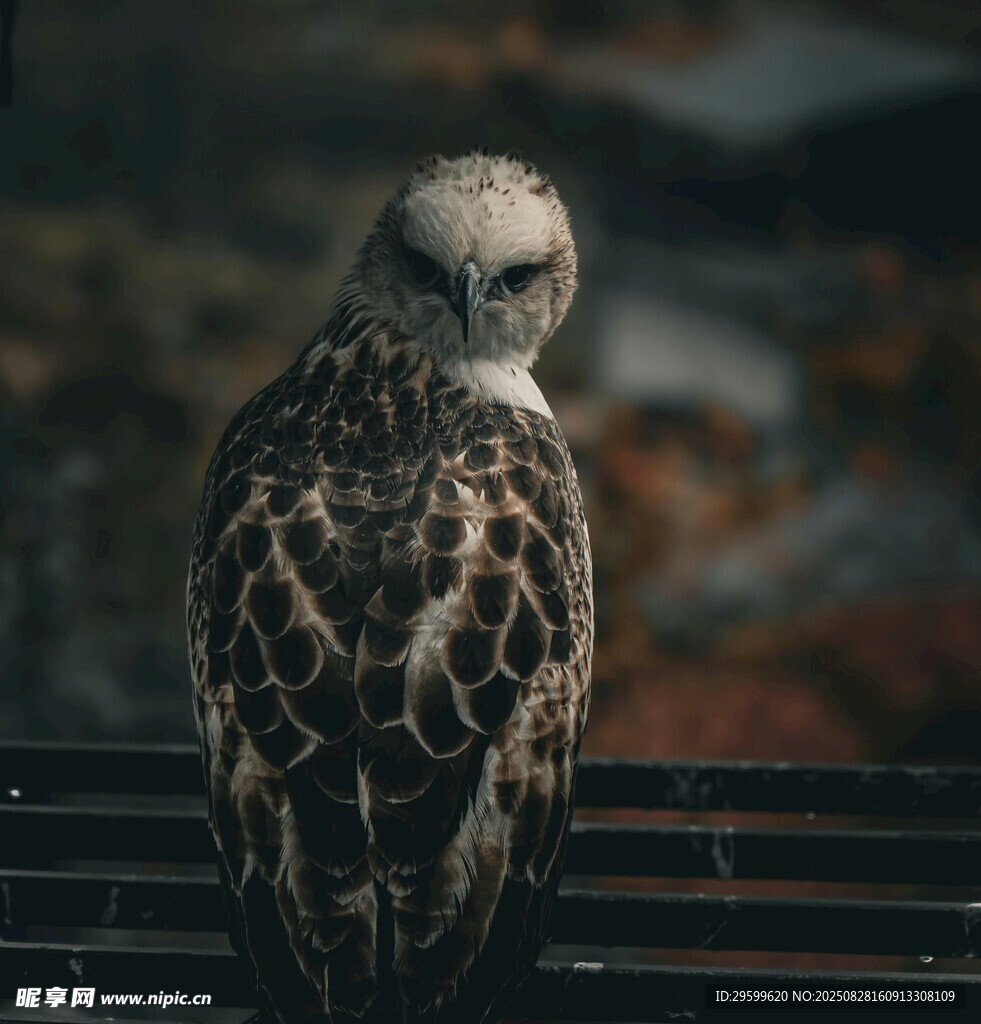独坐的鹰