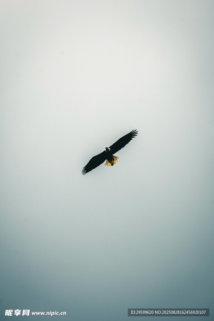 天空中翱翔的飞鸟