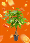 发财树旁金币红包飞舞绿植植物