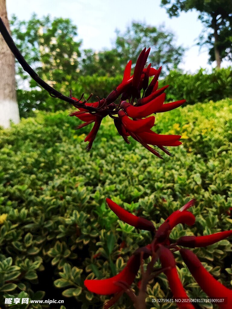 枝头艳红刺桐花