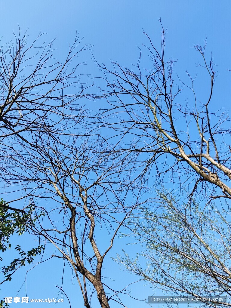 蓝天映衬下的光秃树枝
