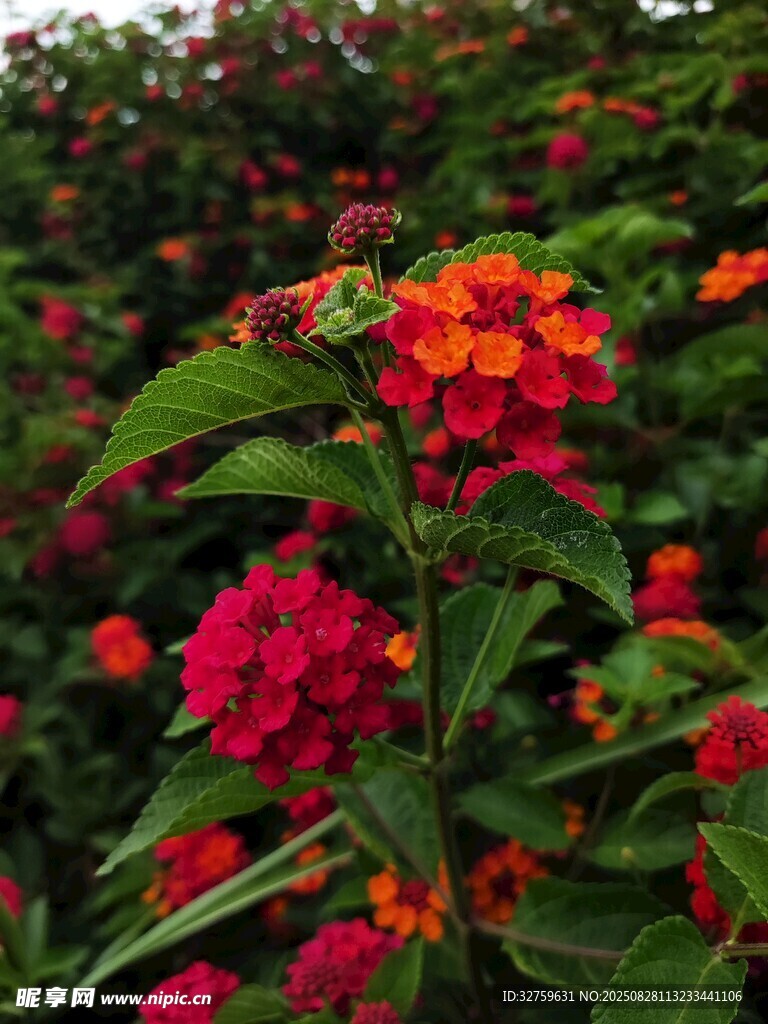多彩花卉绽放生机