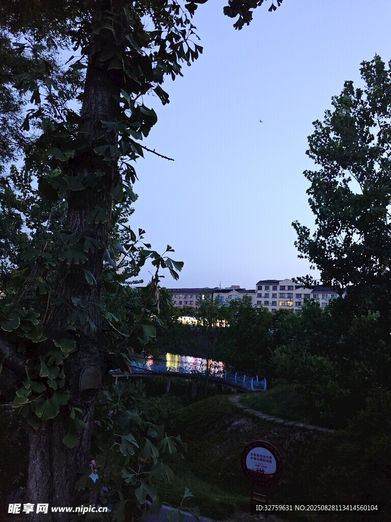 黄昏时林间景色