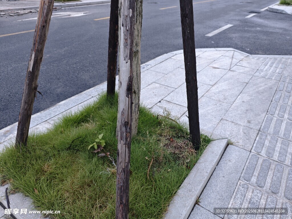 街边小草与树木的景致