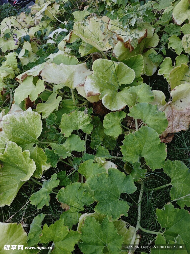 绿叶植物特写