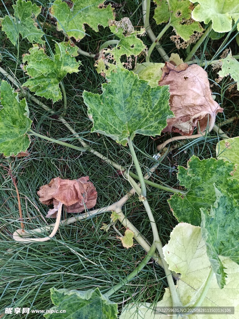 枯萎植物与藤蔓景象