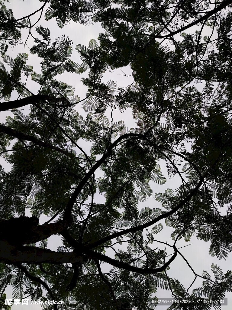 仰视茂密树枝