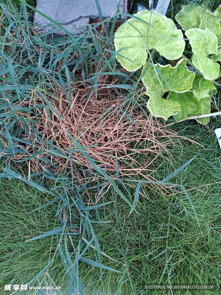 多彩植物缠绕景象