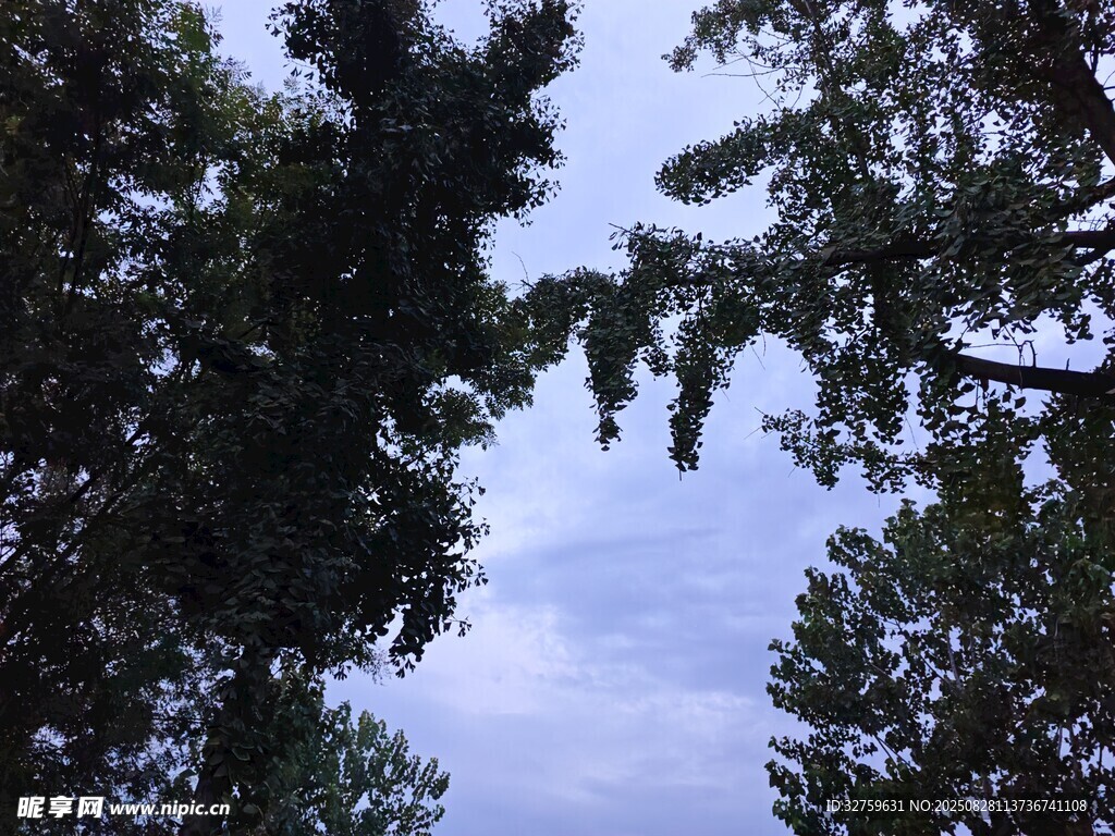 林间树梢上的天空景色