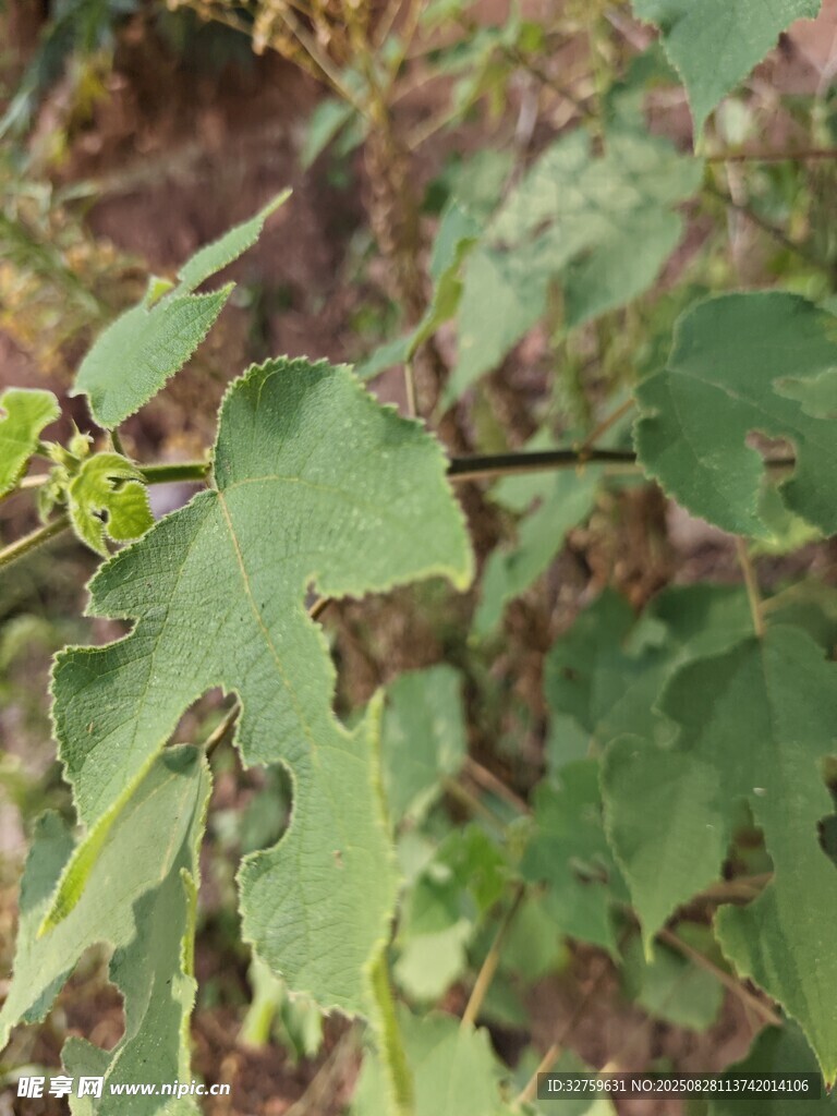 带锯齿叶片的绿色植物