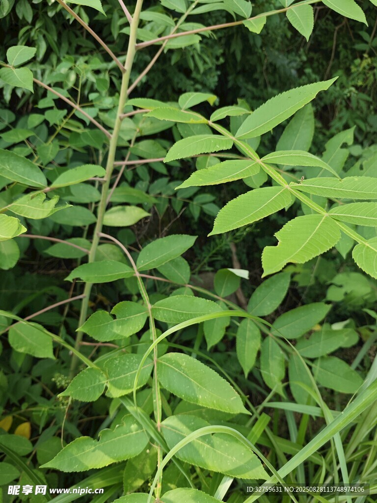 翠绿繁茂的植物枝叶