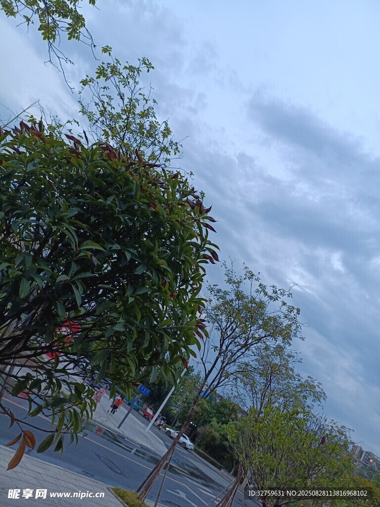 路边绿树与多云天空景象