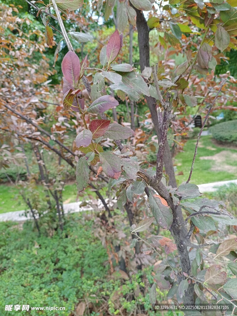 秋日园林中的多彩植物景观
