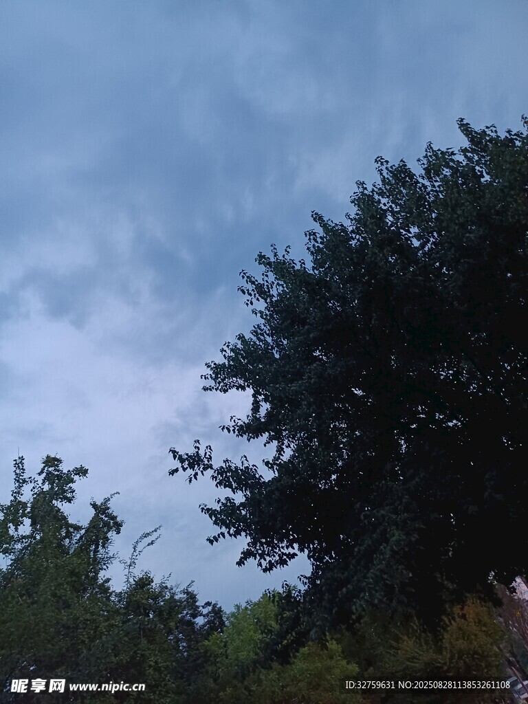 天空下的繁茂树木