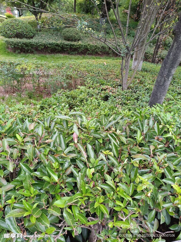 绿意盎然的园林植物景观