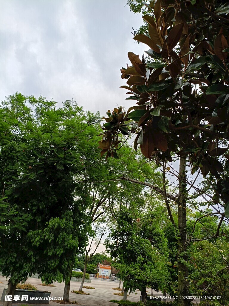 绿树成荫的户外景致