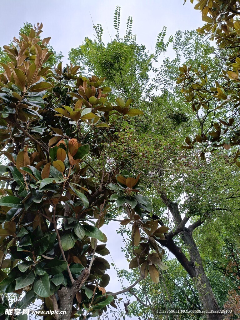 繁茂绿树景观