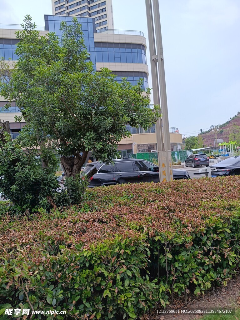 城市街边绿植景观