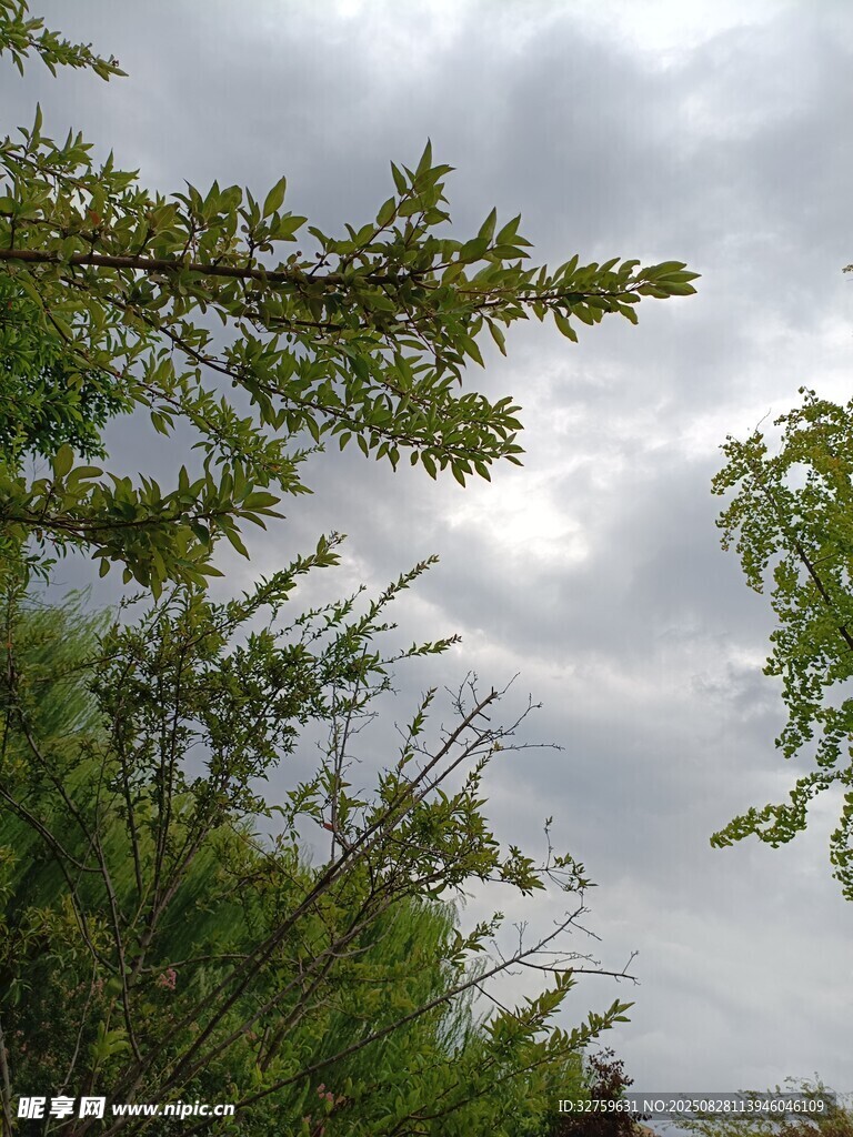 树梢上的多云天空