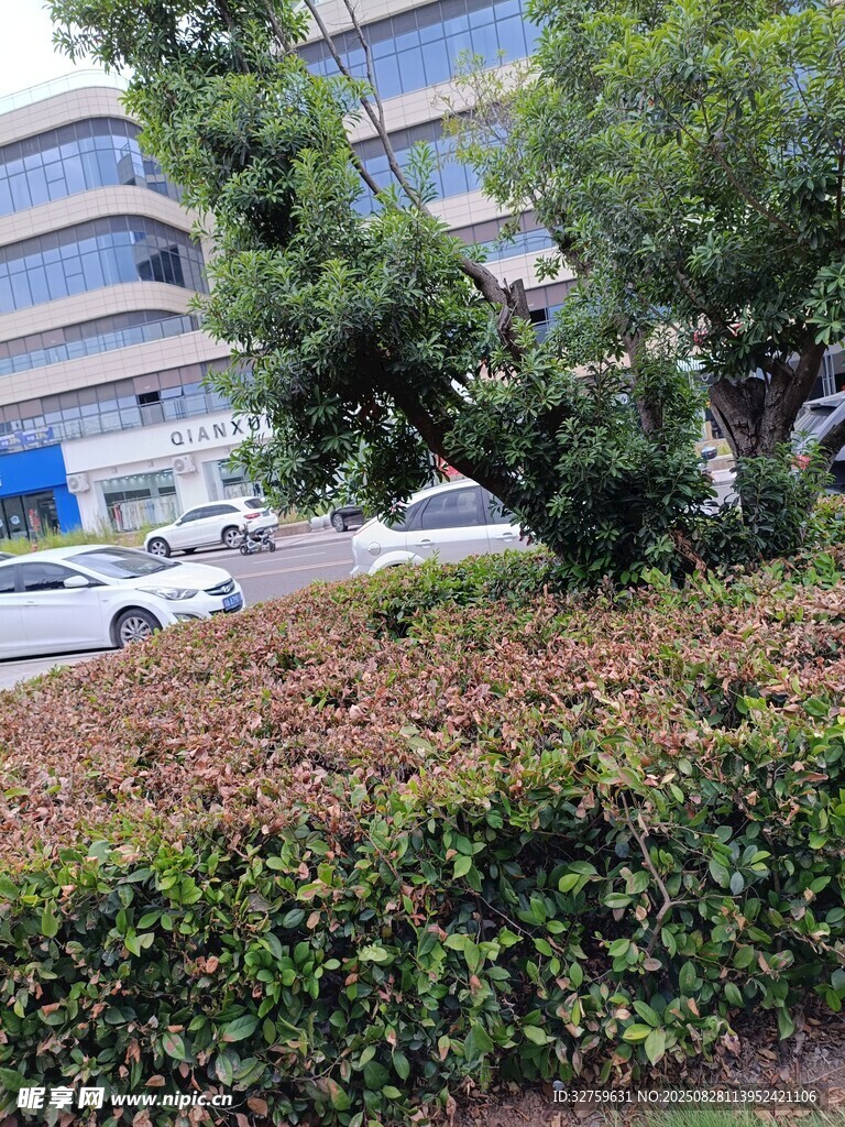 城市街边绿植景观
