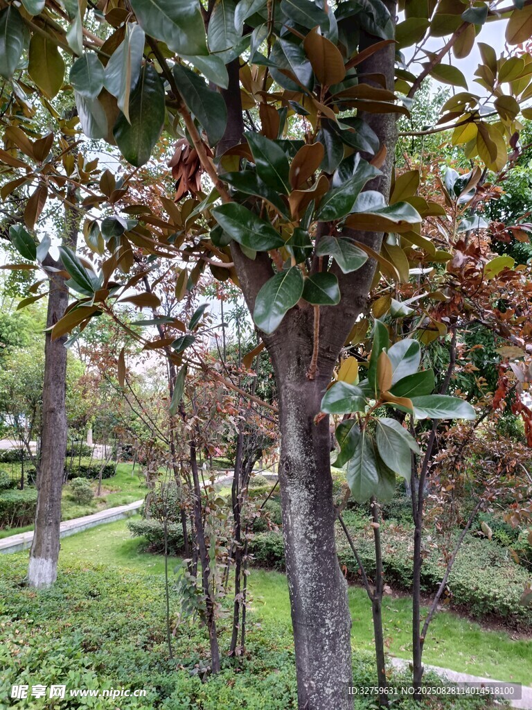 公园内的树木景观