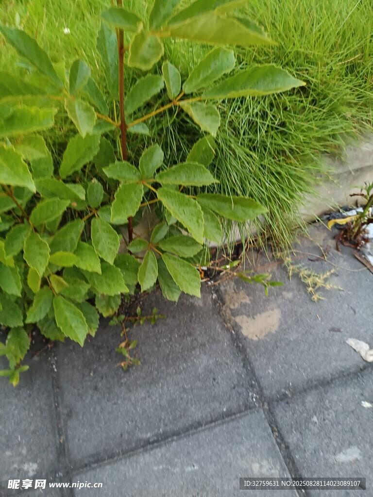 路边绿植与灰色砖块景观