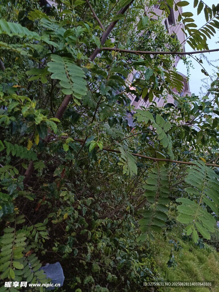 繁茂绿植中的自然景致