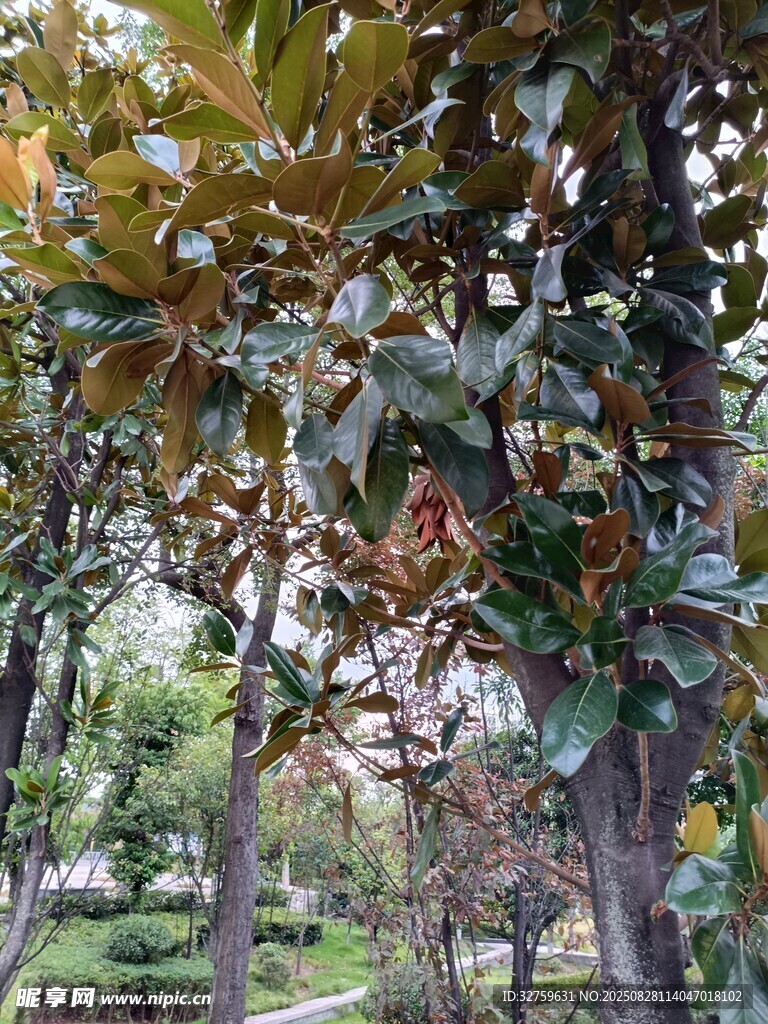 园林中繁茂的树木景观