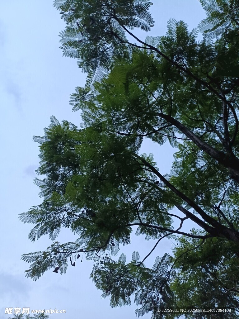 仰视葱郁树木枝叶