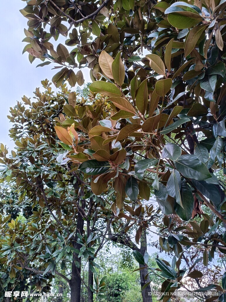 枝叶繁茂的高大树木