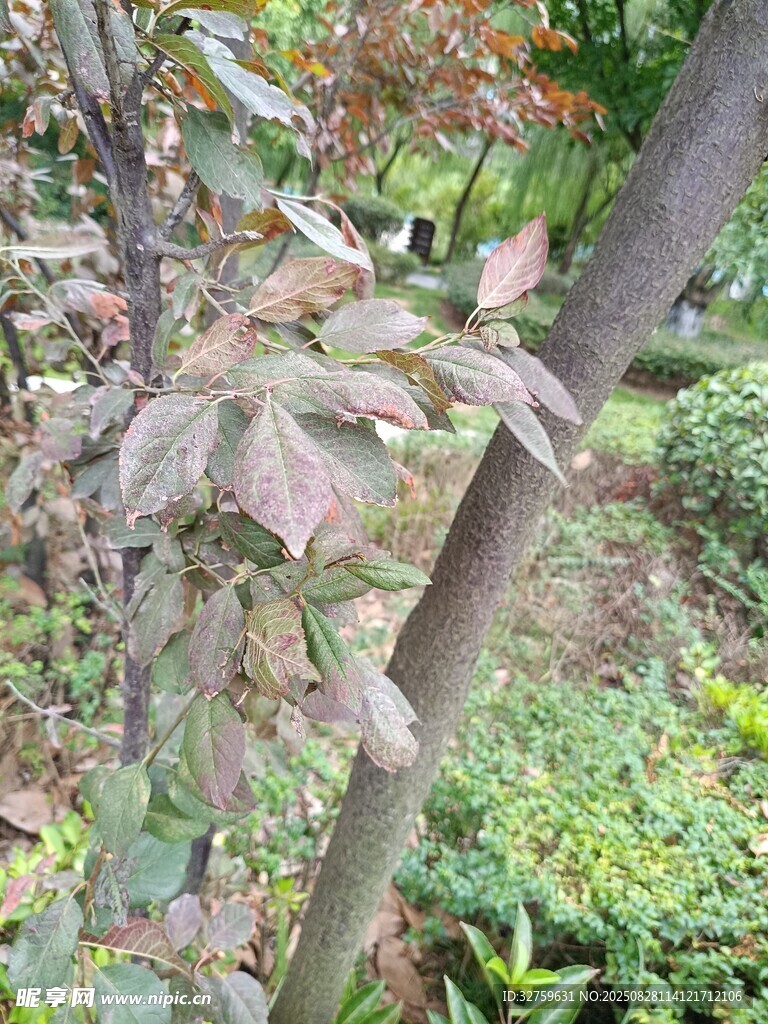 枝叶繁茂的树木景象