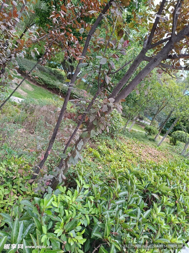 园林中多彩植物景观
