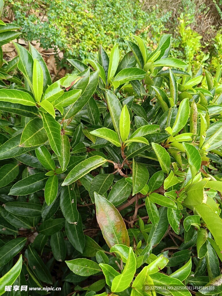 翠绿繁茂的绿色植物景观