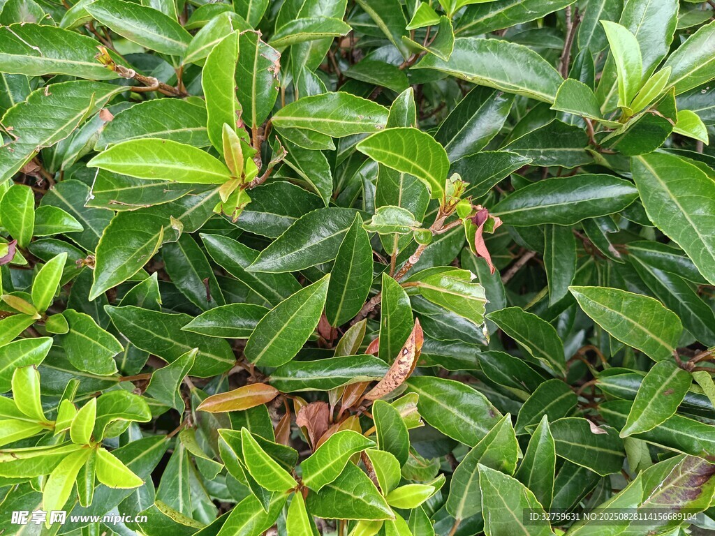 翠绿繁茂的植物叶片