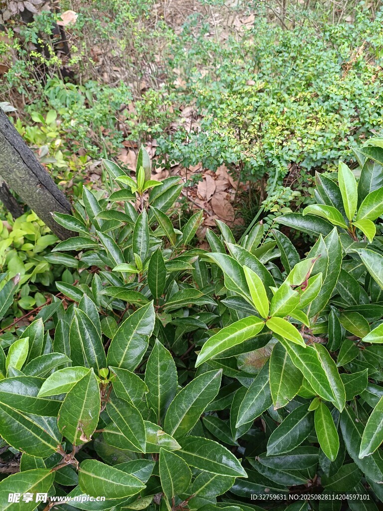绿叶丛中的多彩植物