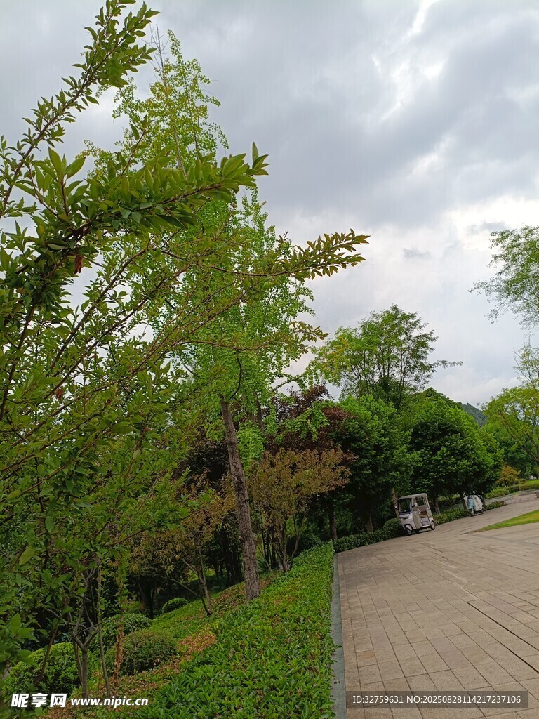林间小道的清新自然景致