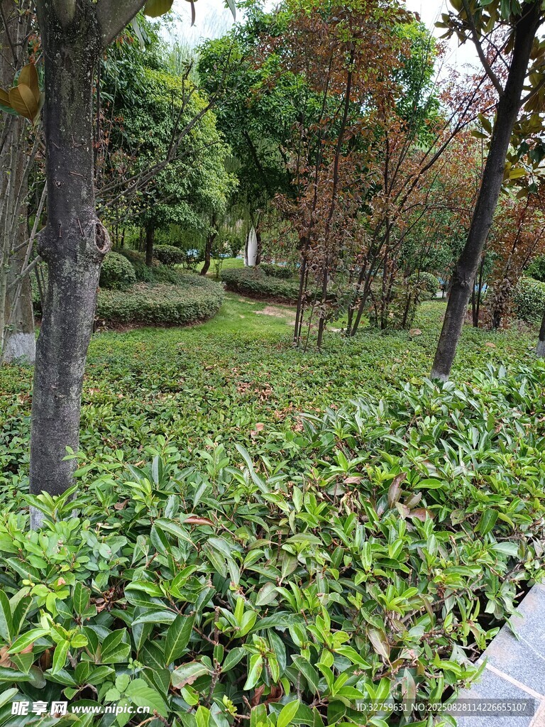 绿意盎然的林间绿植景观