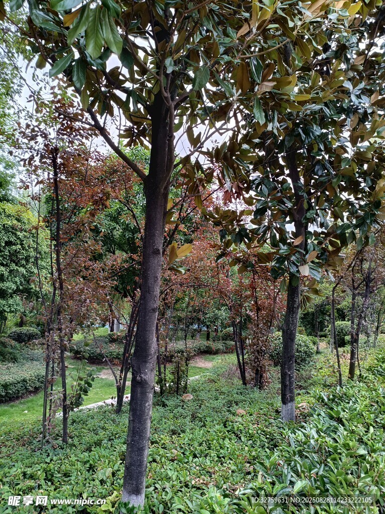 林间树木与繁茂绿草景观