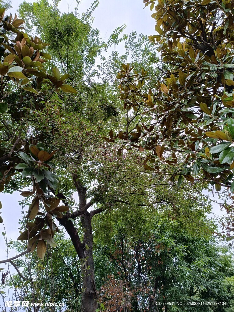 繁茂绿树 