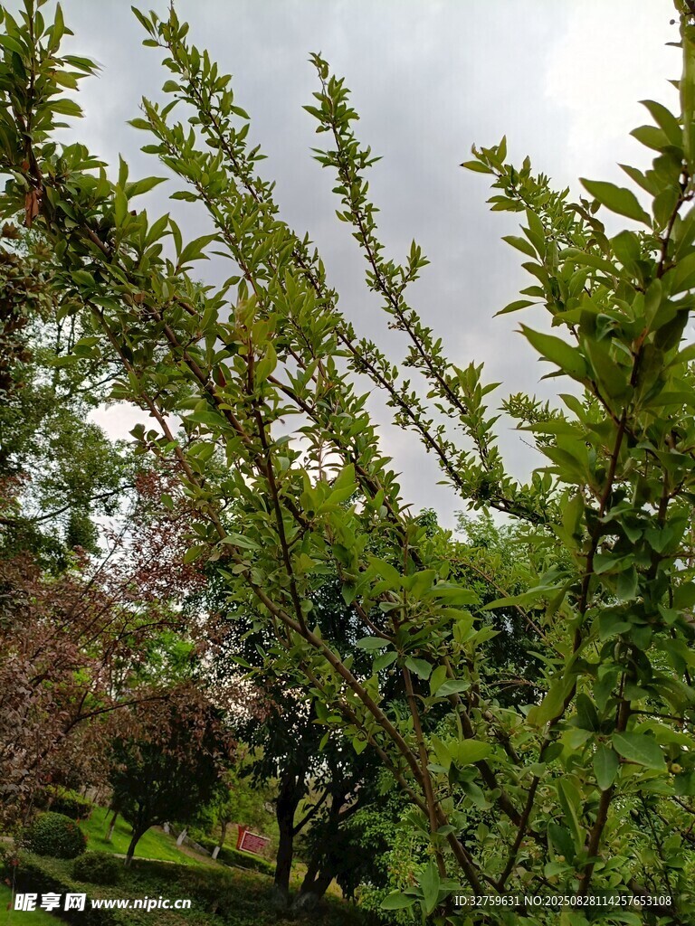 绿意盎然的繁茂树枝