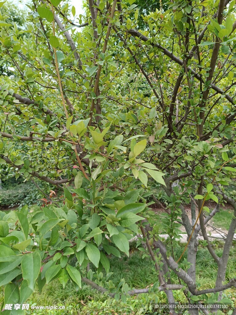 繁茂绿植 