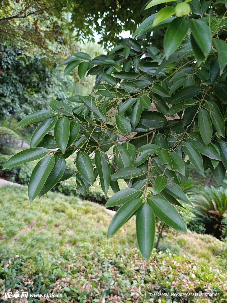 绿意盎然的植物景观