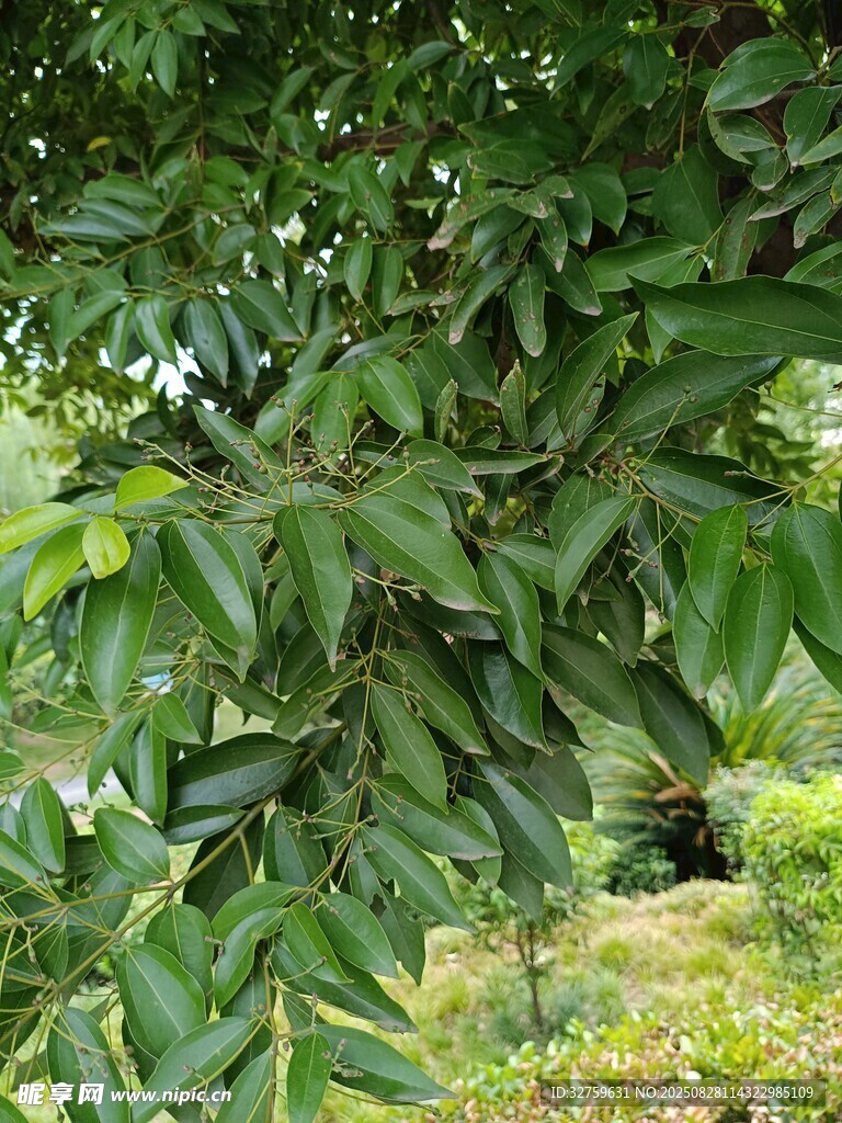 绿叶繁茂的果树景象