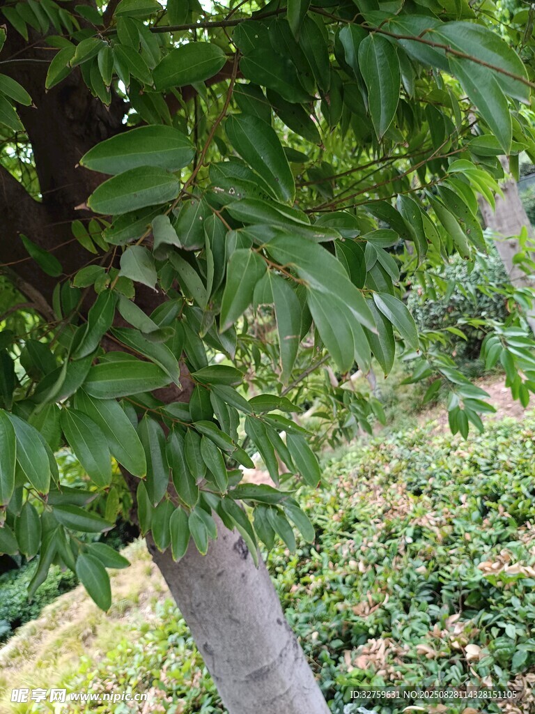 绿叶繁茂的树干