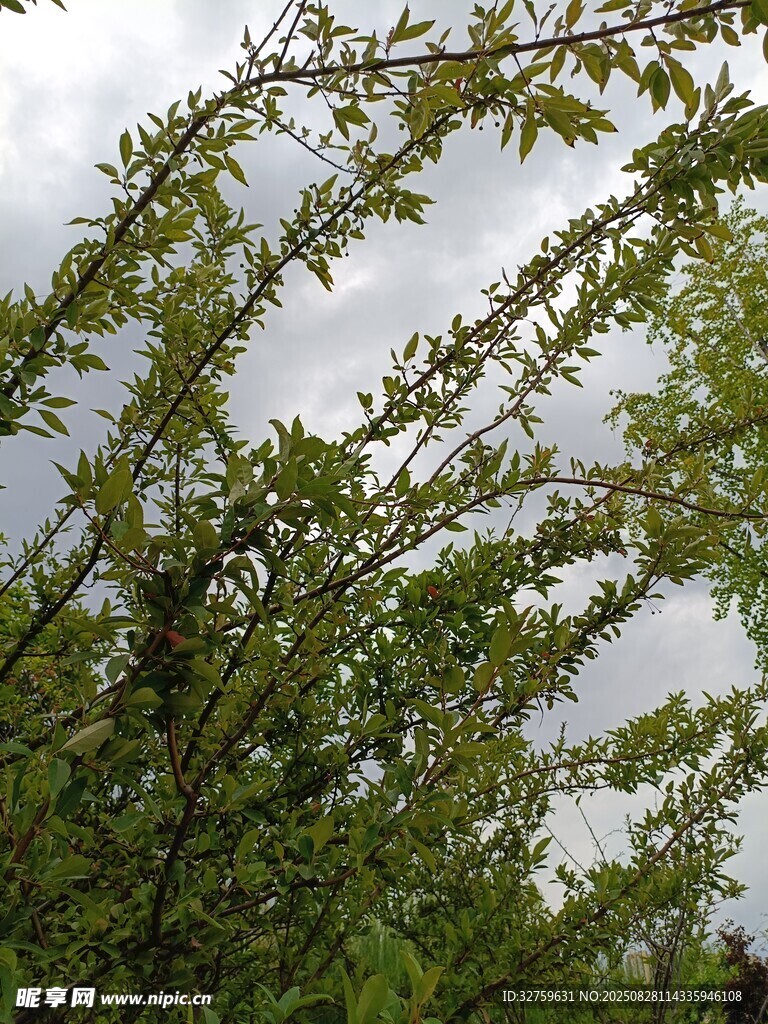 枝叶繁茂的绿色植物