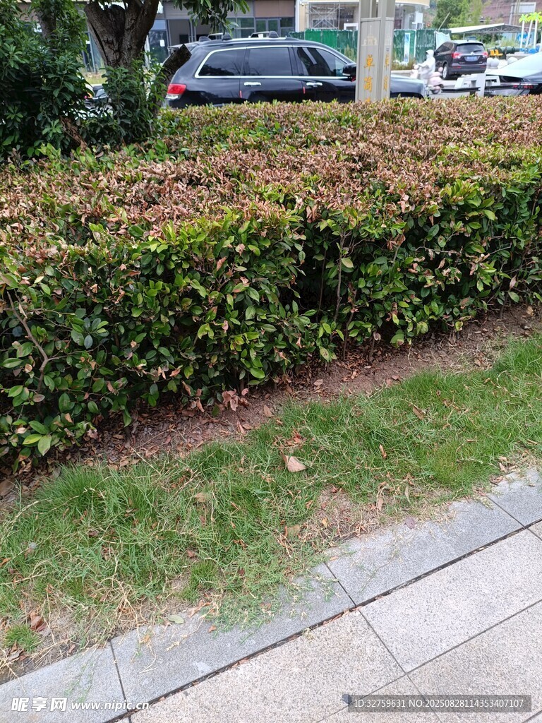 路边整齐的绿植景观