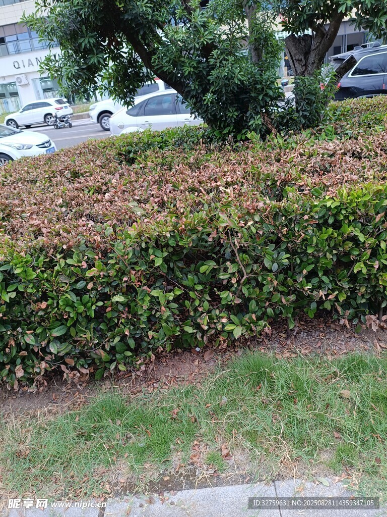 路边绿植景观