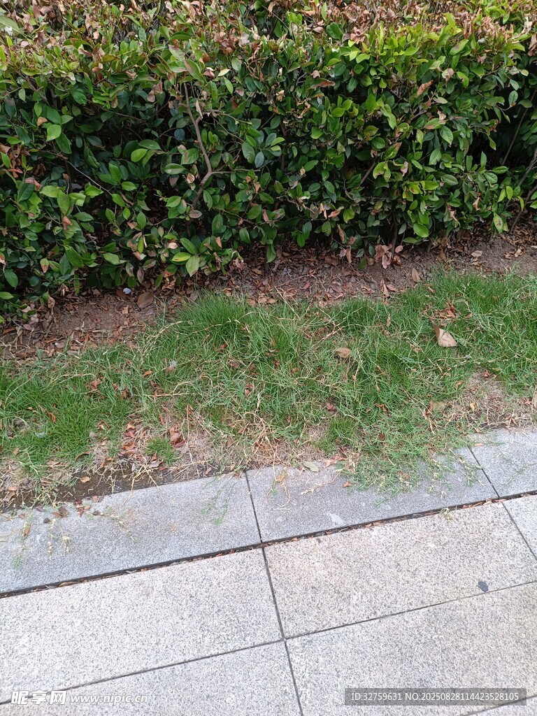 路边绿植旁的裸露草地